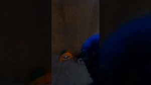 хагги вагги и его друзья 6 эпизод поворот событий