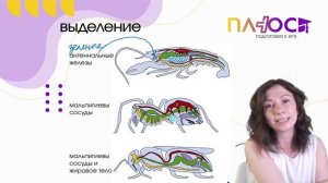 Членистоногие | Полный урок | Плюс