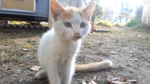 Кот на привязи