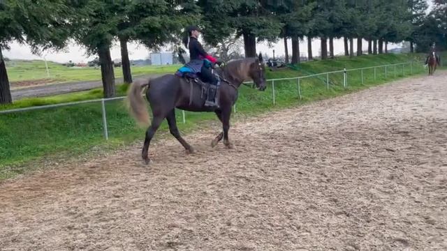 Tennessee Walking HorseRocky Mountain Horse  - Annabelle