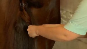 How to Put an Extension in a Horses Tail : How to Braid the Left Side of a Horse Tail