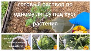 Чем заменить азотное удобрение? Настой из травы (бродиловка, вонючка)  лучшее весеннее удобрение...