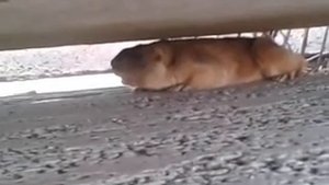 Звуки тявканья Байбака