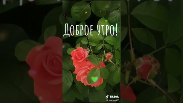 ЕГОР ТРОФИМОВ - "Утренний кофе" (TikTok Video)