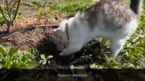 А ну-ка Давай-ка песня Кошки-мышки наоборот