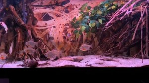 Silver Dollars Spotted metynnis (Metynnis maculatus)