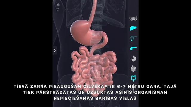 Mazliet par orgānu sistēmām смотреть онлайн