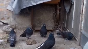 Кировоградские без кружные голуби.