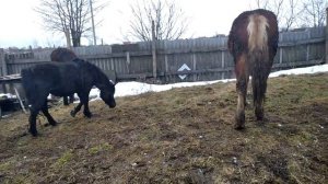 Молодой жеребец увидел пони и началось