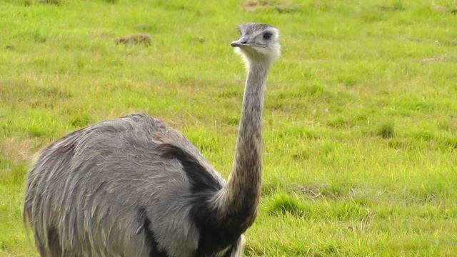 Emu in Cornwall - Emu Birds in a field near Camborne Cornwall