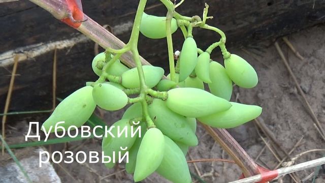 Виноградные зарисовки // Grape Sketches // ブドウのスケッチ // 8 августа 2020 года, север Беларуси.