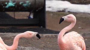 20549798-uhd_3840_2160_24fps
