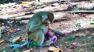 Oh, Tiny baby monkey jumping out of Mom with 😂crying so loud very 😂angry with his mother