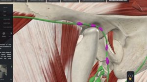 Лимфатическая система. Лимфатические сосуды и узлы лица и шеи.