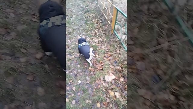 Осенняя прогулка с Гучей #чихуахуа  #dog