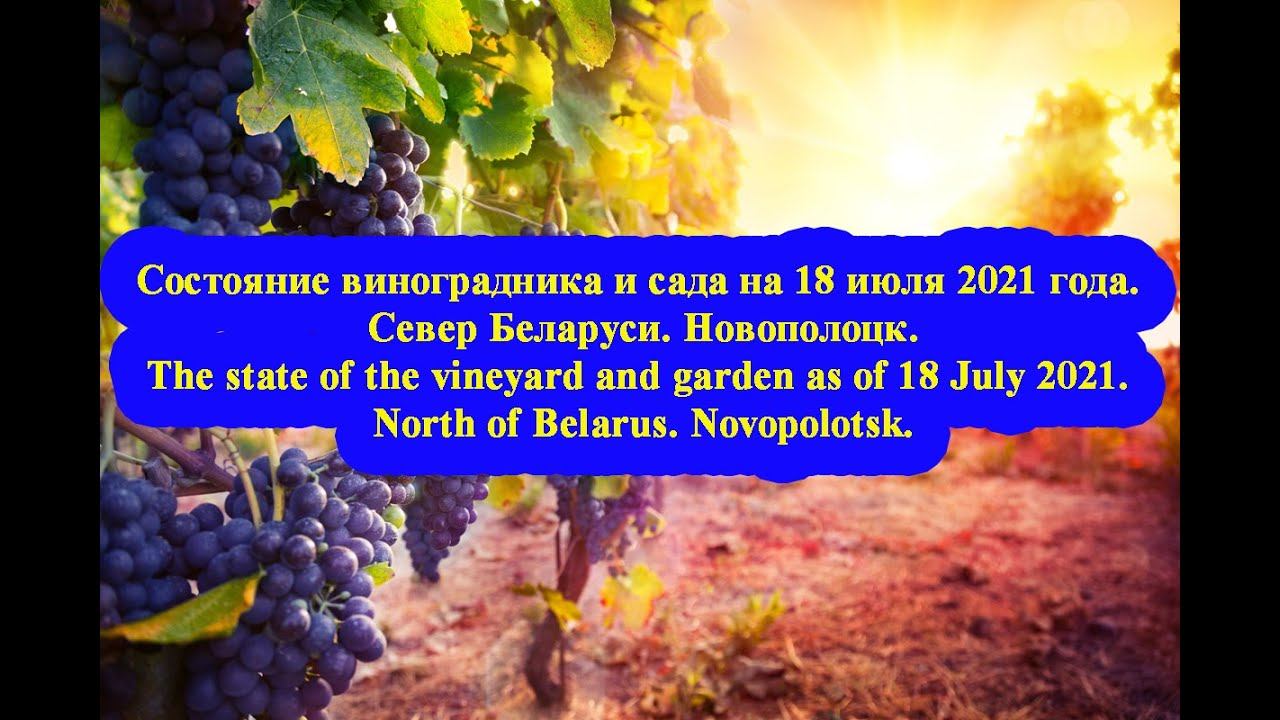 Состояние виноградника и сада на 18 июля 2021 года. Север Беларуси. Новополоцк.