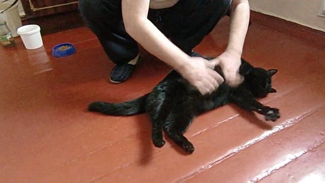 Кот любит массаж))) смотреть онлайн