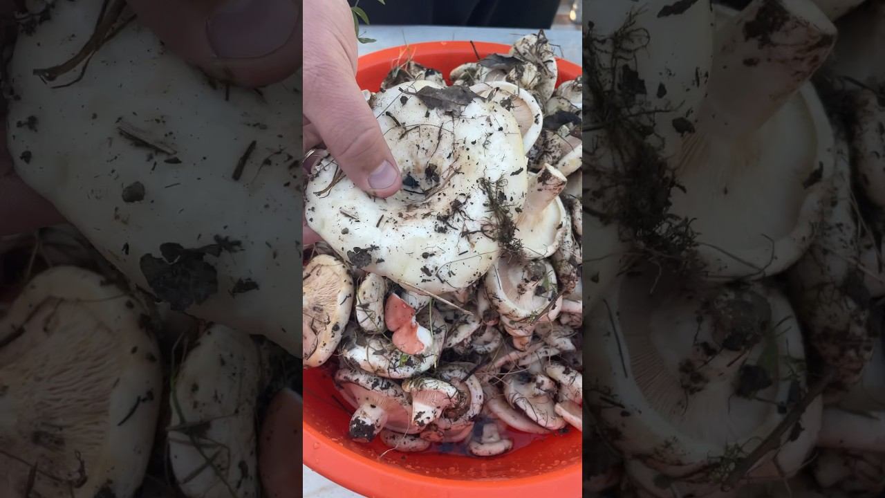 Первый раз сходил за грибами в этом году ,вот мой результат-ГРУЗДИ #shorts #грибы#лес#mushroom # смотреть онлайн