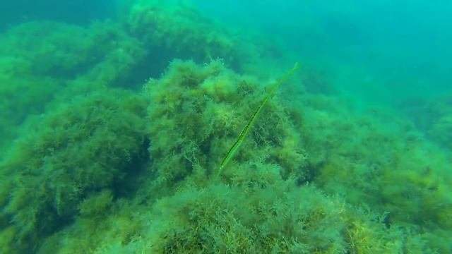 Подводная охота в Крыму
