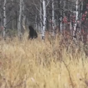 Снежный Человек в Лесу