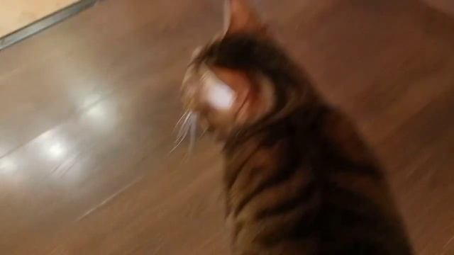 Пушистые жители #бенгальскаякошка #канадскийсфинкс #домашниеживотные #кошки #блогер #массажист смотреть онлайн