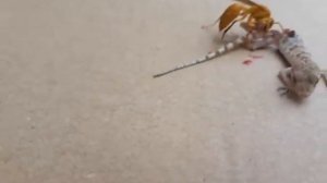 Chinese bees. Китайский пчел.