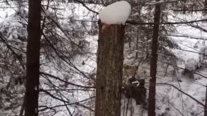 Охота на кабана с лайкой