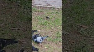 Голодные вороны нападают на голубей😥, 08.05.2024 г.