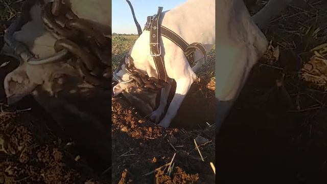 Аргентинский Дог смотреть онлайн