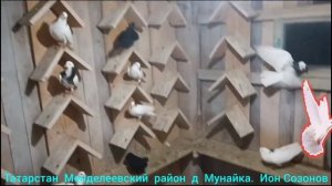 голуби ,Татарстан  Менделеевский  район  д  Мунайка.  Ион Созонов☝️☝️☝️👍👍👍💯💯💯🇷🇺🇷🇺🇷🇺