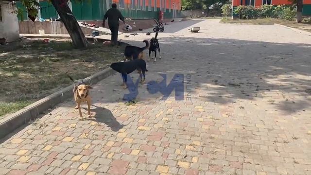 Стая бродячих собак напала на мать с ребенком в детской больнице смотреть онлайн