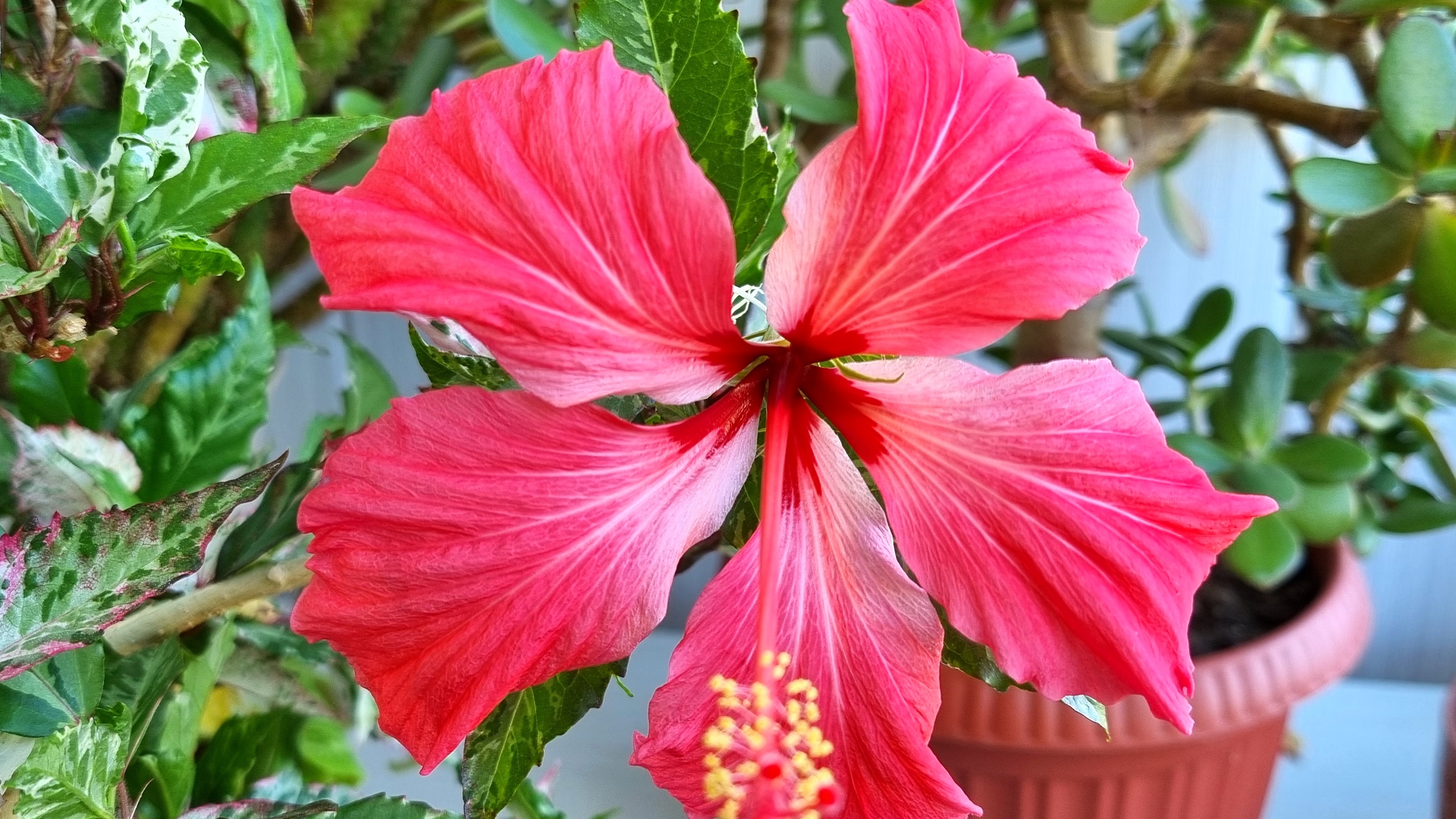 ЗИМНИЙ ЦВЕТОЧНЫЙ БАЛКОН 2021 | Невышивальное смотреть онлайн