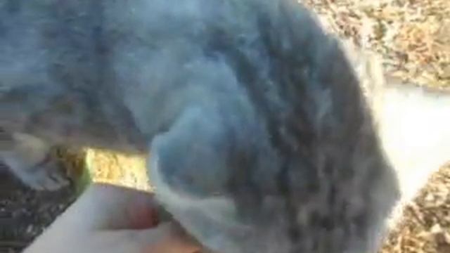 кот ест траву смотреть онлайн