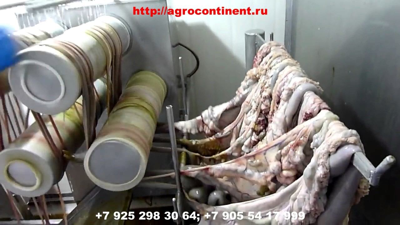 Обработка субпродуктов это прибыльное направление мясокомбината