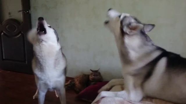 Поющие хаски. СУПЕР СМОТРЕТЬ ВСЕМ !!! смотреть онлайн