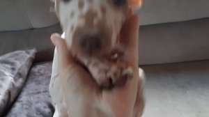 Американский голый терьер 🐕