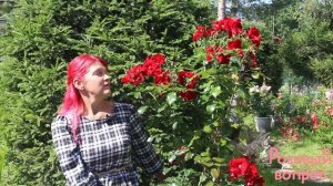 Роза Ла Росса Первое цветение