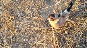 Ловля певчих птиц золотая осень