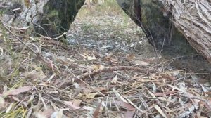 4WD RC Bush Bashing #2 | 1/10th Scale Maverick Scout RC