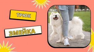 Трюк Змейка | дрессировка собак