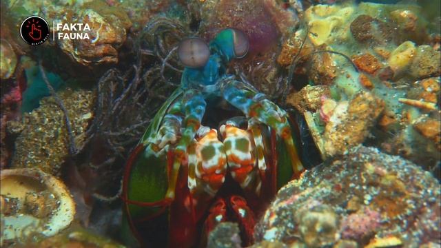 UDANG MANTISUSIANYA LEBIH TUA DARI DINOSAURUS  MANTIS SHRIMP dikliksaja udangmantis udang