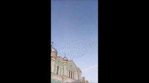Огромная стая птиц в Дивеево