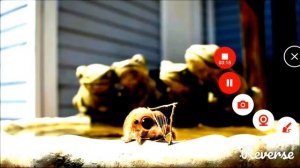 паучок Лукас наоборот