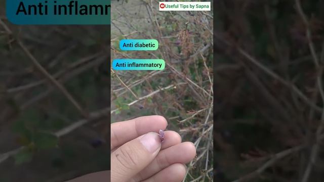 कलमड़ Berberis Aristata उततरखड म मलन वल एक औषधय पधMedicinal Plant health youtub