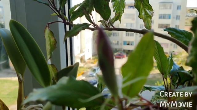 ВЫШИВКА КРЕСТИКОМ и ЦВЕТЫ.Цветочная стена и осенний балкон смотреть онлайн