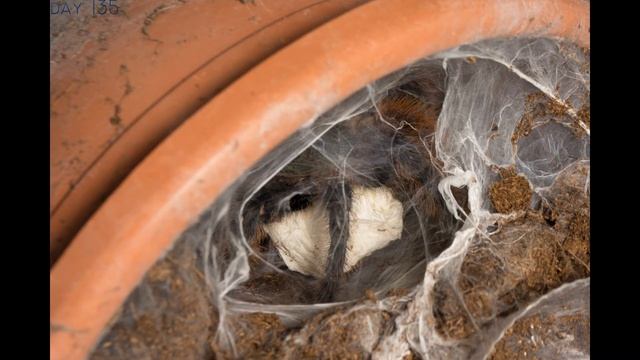 Chromatopelma cyaneopubescens breeding