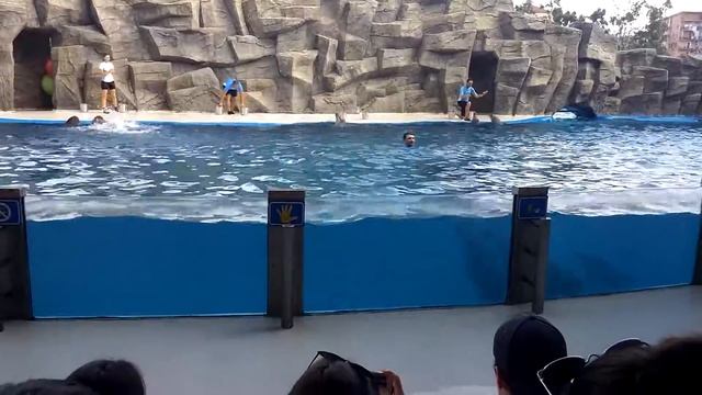 Дельфины-ШОУ! Аджария. Батумский "Дельфинариум". смотреть онлайн