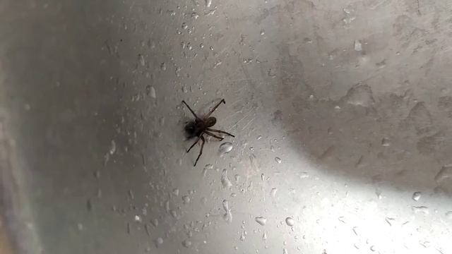 паучок не может выбраться из раковины