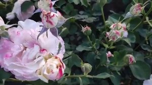Царство роз 🌹Серафим 🌹Японской селекции 🌹#розы #цветение#сад#ЦАРСТВОРОЗ