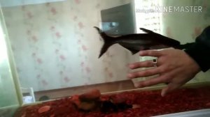 Акулий сом Балығы
#Пангасиус #catfish pangasius